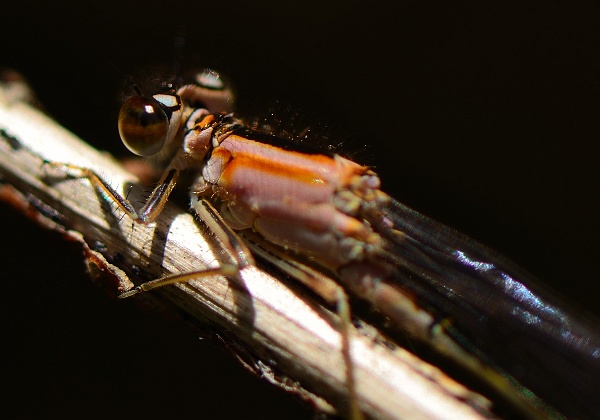 Macro