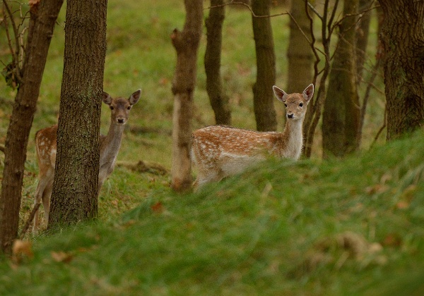 Amsterdamse Waterleidingduinen